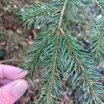 Picea abies Лист