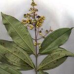 Miconia longifolia Други