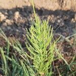 Equisetum arvense Leaf