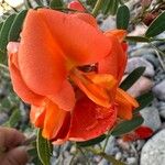 Sesbania punicea Virág