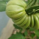 Solanum lycopersicum Fruit