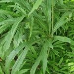 Syneilesis aconitifolia Hoja