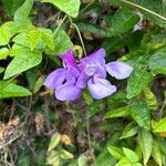 Sigmoidotropis speciosa Flower