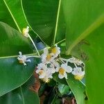 Calophyllum calaba Flor