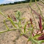 Corispermum pallasii Květ