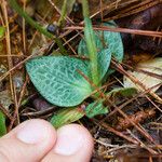 Goodyera tesselata عادت