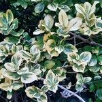 Euonymus fortunei ഇല