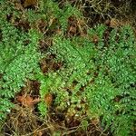 Asplenium exiguum Habitatea