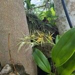 Epidendrum ciliare Fiore