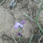 Matthiola sinuataFlower