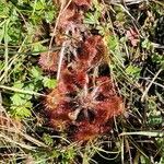 Drosera rotundifoliaЛіст