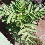 Kalanchoe prolifera Folio