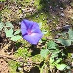 Ipomoea indica Habitus