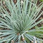 Asphodeline lutea Leaf