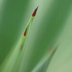 Agave angustifoliaПрочее