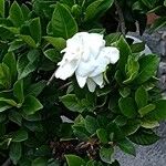 Gardenia jasminoides Цветок