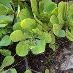 Aeonium glutinosum Blatt