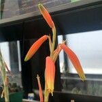 Aloe humilis Цвят
