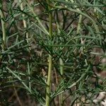 Argyranthemum foeniculaceum Other