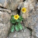 Geum reptans Flower