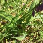 Polygala comosa Leaf