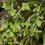 Asplenium seelosii Іншае