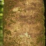 Pouteria flavilatex Bark