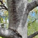 Juglans regia Bark