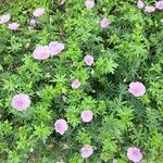 Geranium sanguineum Flower