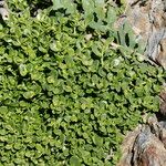 Polycarpon polycarpoides Libunga