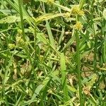 Cyperus difformis Fula