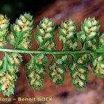 Asplenium foreziense Fuelha