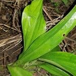 Lilium candidum Leaf