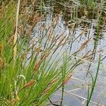 Carex nigra Blüte