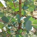 Eucalyptus gunnii Leht