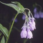 Mertensia paniculata Flower