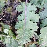 Salvia verbenaca Blatt