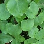 Aristolochia littoralis Leaf