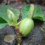 Hippotis panamensis Fruto