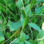 Oenothera fruticosa Плід