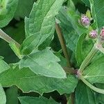 Aster ageratoides Blatt