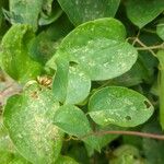 Clematis texensis Leaf