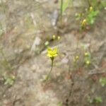 Cicendia filiformis Flower