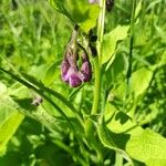 Symphytum officinale Flower