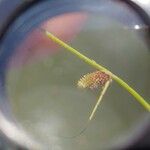 Cyperus subsquarrosus 果實