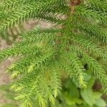 Araucaria heterophylla Leaf