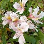 Alstroemeria ligtuЦветок