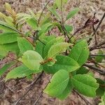 Psorospermum febrifugum Blatt