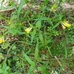 Melampyrum sylvaticum Квітка