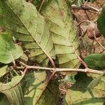 Nauclea latifolia Folio